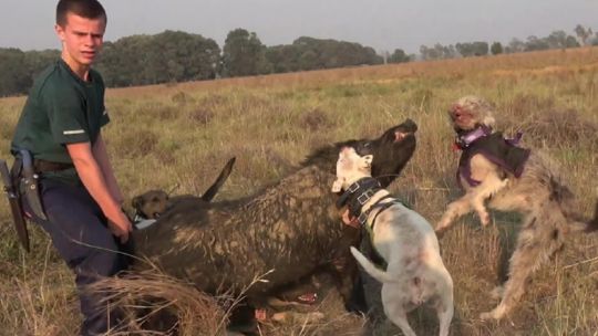 La Pampa: habilitan la temporada de caza deportiva del jabalí con perros