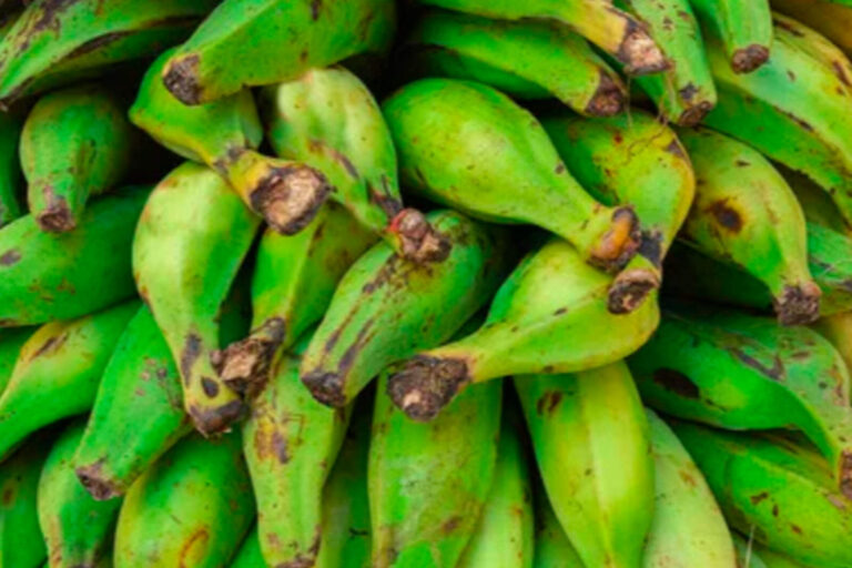 La escasez de plátano elevó precios y preocupa al sector exportador