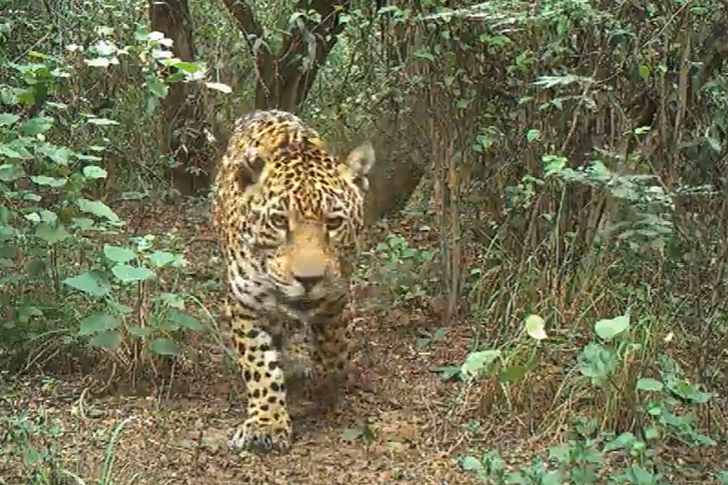 Liberan una yaguareté en el Parque Nacional El Impenetrable para recuperar la especie