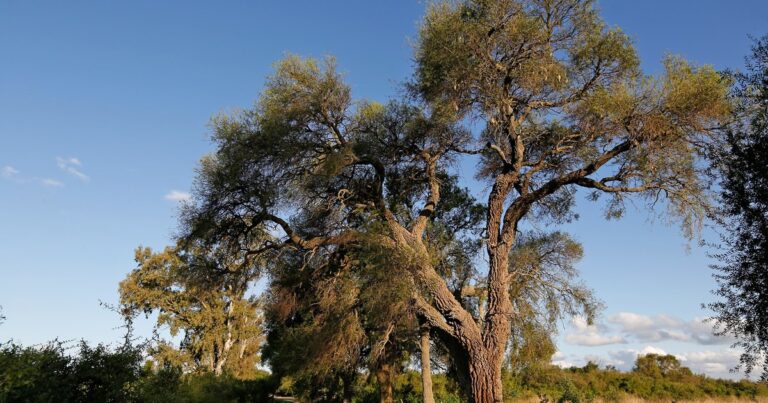 Vecinos en pie de guerra en Córdoba por un árbol histórico: piquete y amenazas de tala