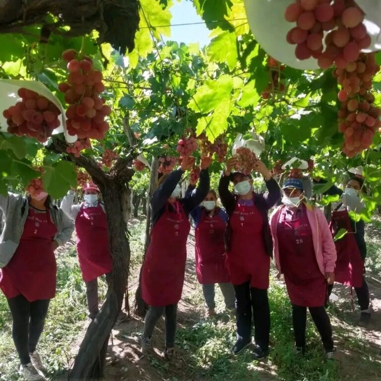 Caso exitoso: llegó de España con 13 años, se dedicó a las frutas y ahora su empresa exporta uvas a selectos mercados