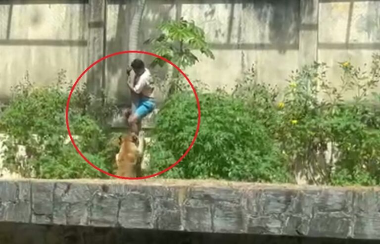 No tuvo noción: qué dijo el hombre atacado por una leona en un parque de Brasil antes de meterse a la jaula