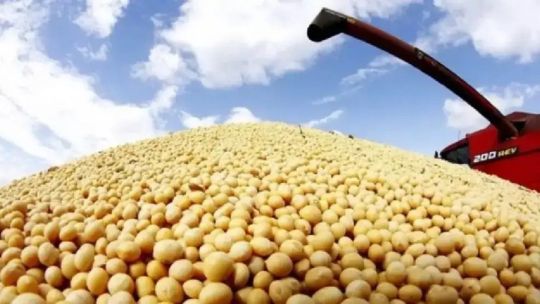 Soja en la zona núcleo: se pierden 600.000 toneladas por efecto del clima