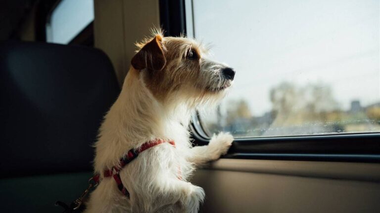 Trenes Argentinos habilitó el viaje con mascotas a Mar del Plata, Junín y Bragado: conocé las condiciones